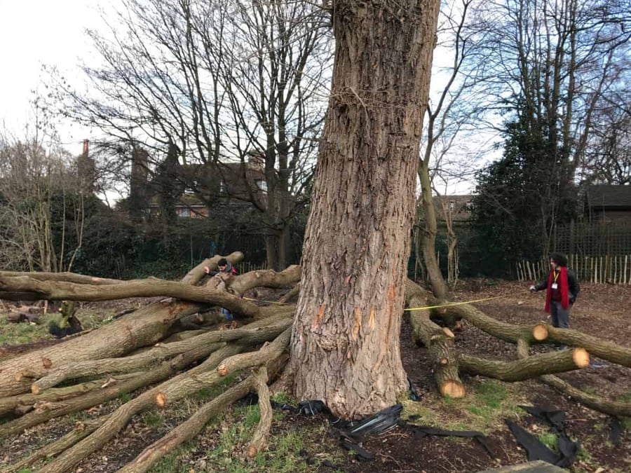 XUL Tree trunks- King Alfred School